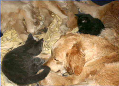 11fkd1cir7rb5.jpg