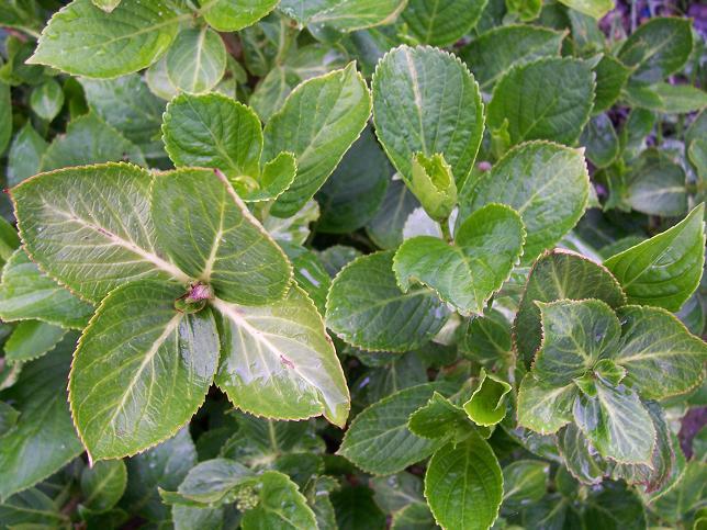 Was hat meine Hortensie? - Mein schöner Garten Forum