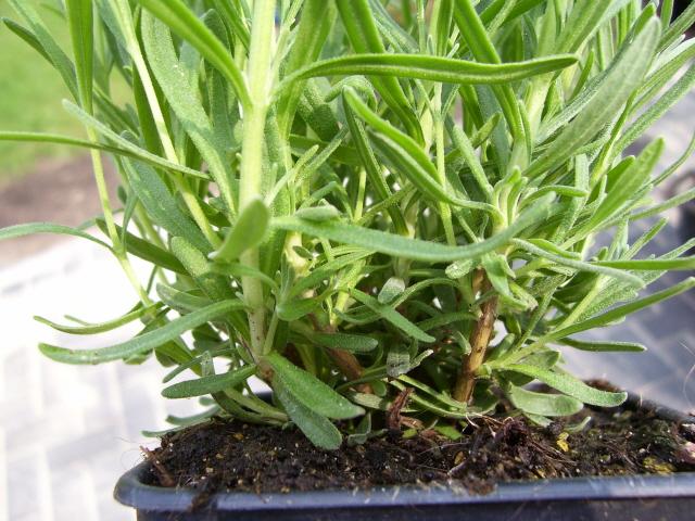 Mal wieder: Lavendel schneiden Mein schöner Garten Forum