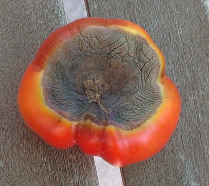 Tomaten Unten Schwarz