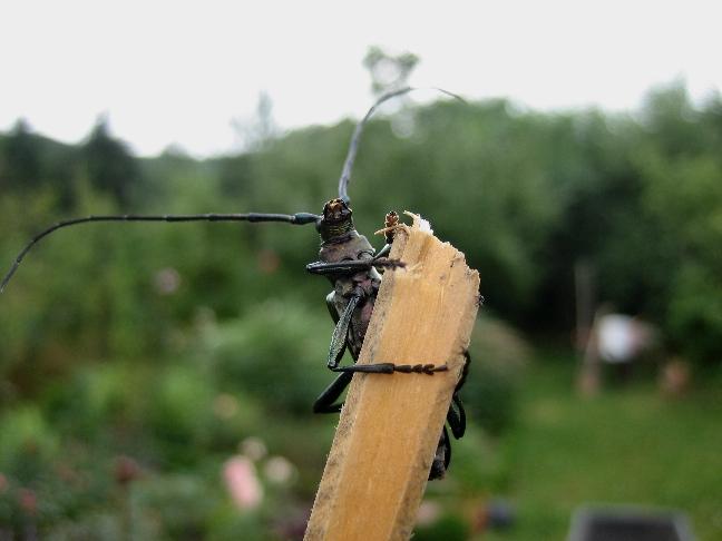 Bild