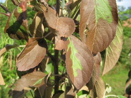 Apfelbaum hat braune Blätter Mein schöner Garten Forum