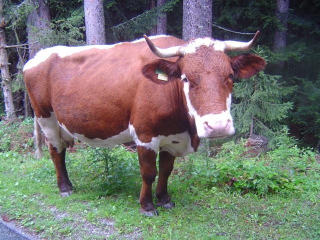 agohr3774ywhzv7pc.jpg