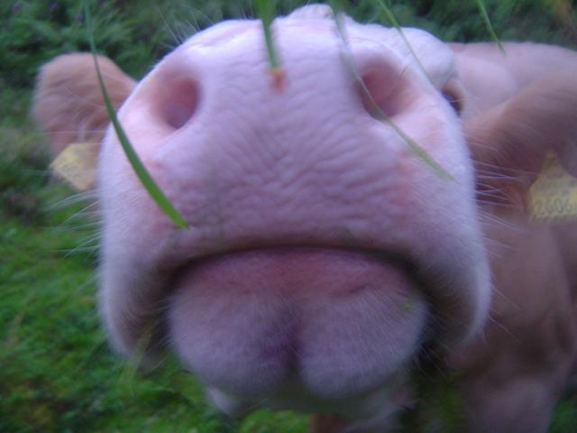 agoi4p86l38mqjkcg.jpg