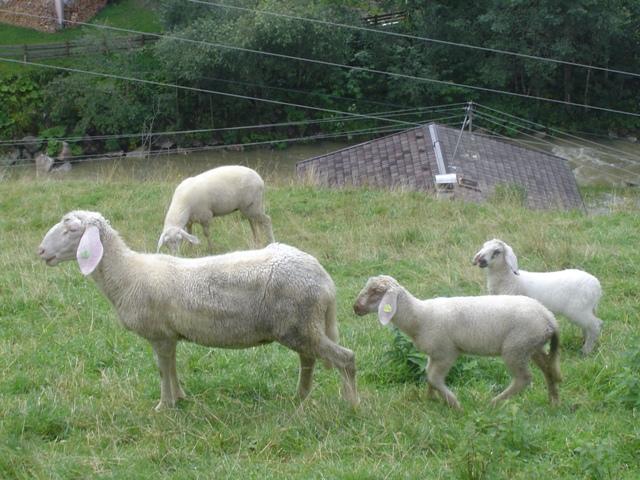 agoig4ie538ou2zsw.jpg