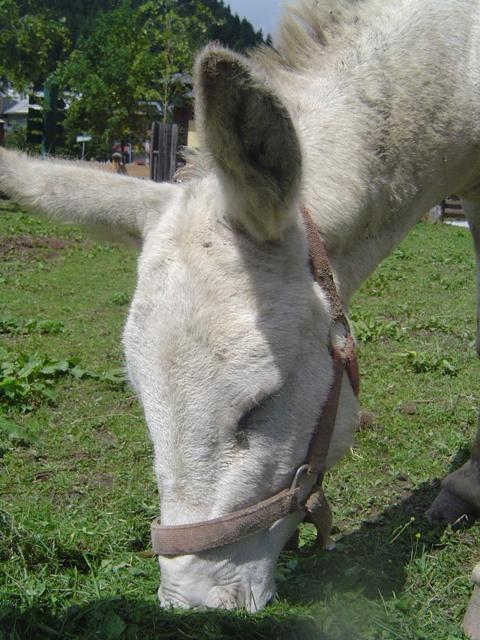 agoir4tkflw8antmo.jpg