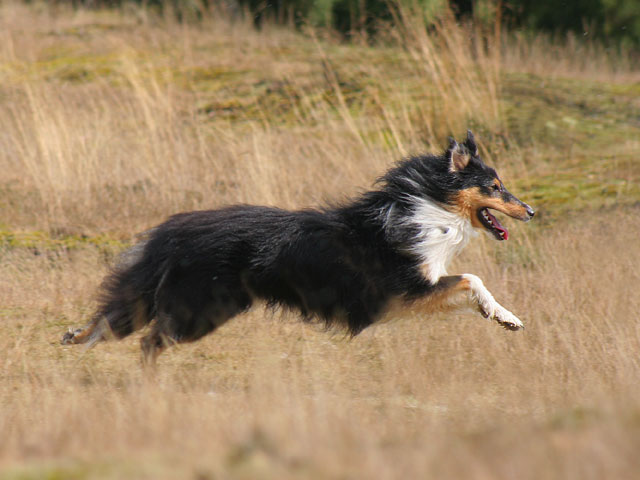 agtk1v8lad9wy0dog.jpg