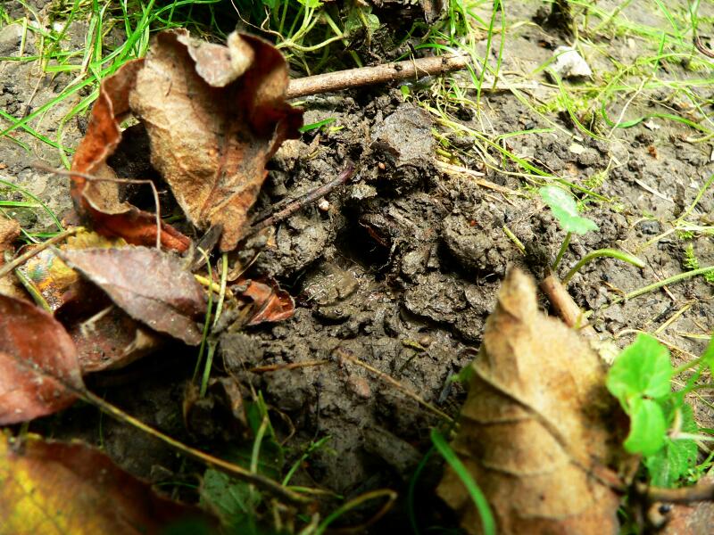 Wuhlmause Unterhohlen Meinen Rasen Kraut Ruben Forum