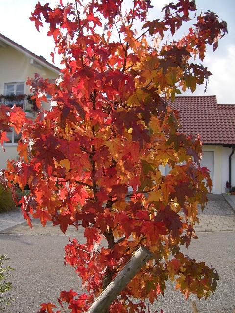 52+ Amberbaum Modern, Ja, der amberbaum ist in unseren breiten