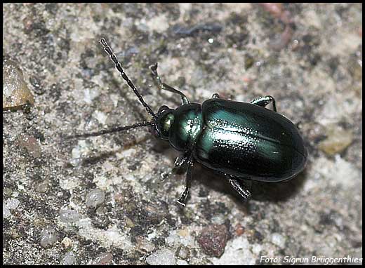 Grun Schillernder Kafer Erdfloh Coleoptera Kafer