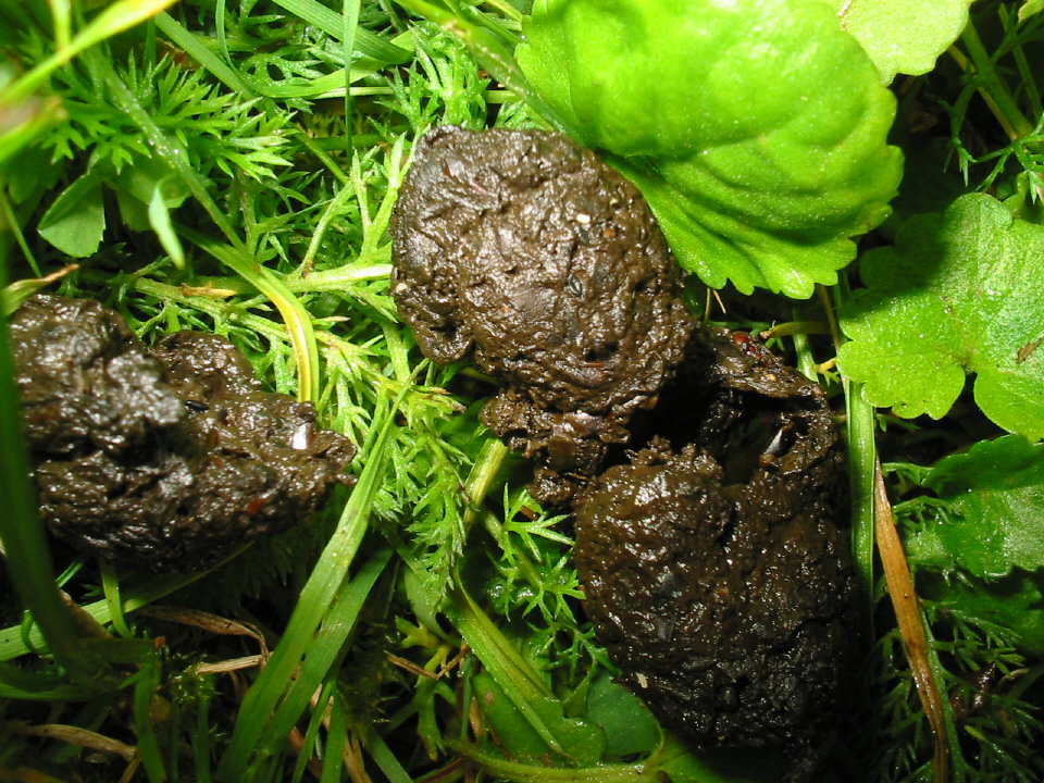 kraut&amp;rüben Forum Deine Spuren im Sand äh Garten Gäste