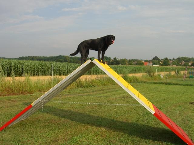 ahgqza8yfeijby8np.jpg