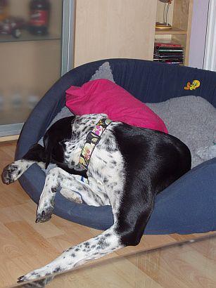 aifgdl11j9cpad087.jpg