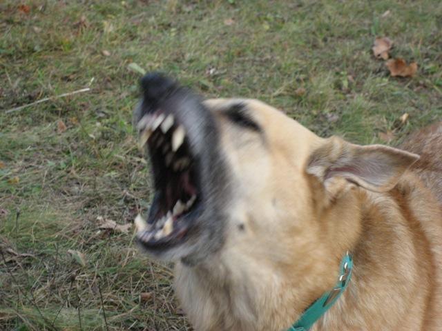 airh0cim3bfcopi2o.jpg