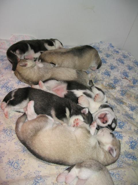 aju22glei0s072sor.jpg