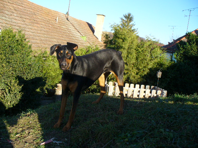 ajx07peacemhoaeau.jpg