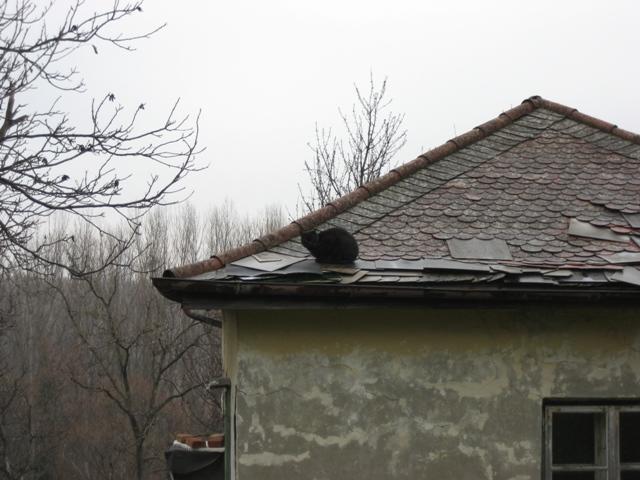 ak9c93xclq7t30b7k.jpg