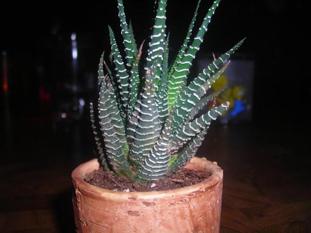 al7lr0wt8952py26e.jpg
