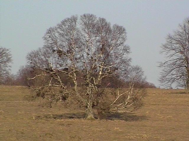 Baum Absägen Genehmigung