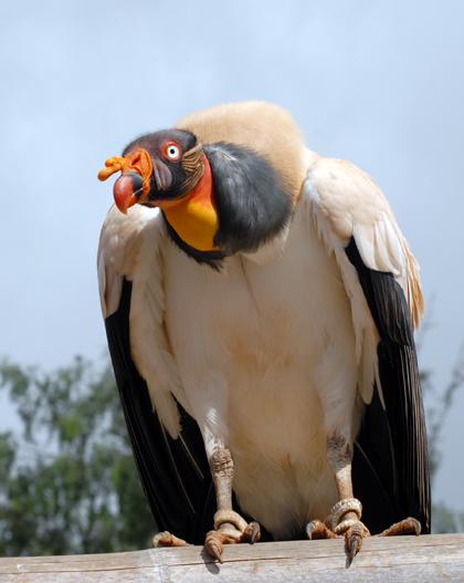 alu0wf9rg96dvkfh2.jpg