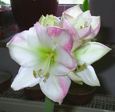 Amaryliszwiebel aufbewahren? - Mein schöner Garten Forum