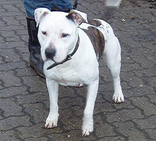 Dogo+argentino+mix