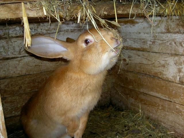 Schlachtet kaninchen frau Jeanette Winterson