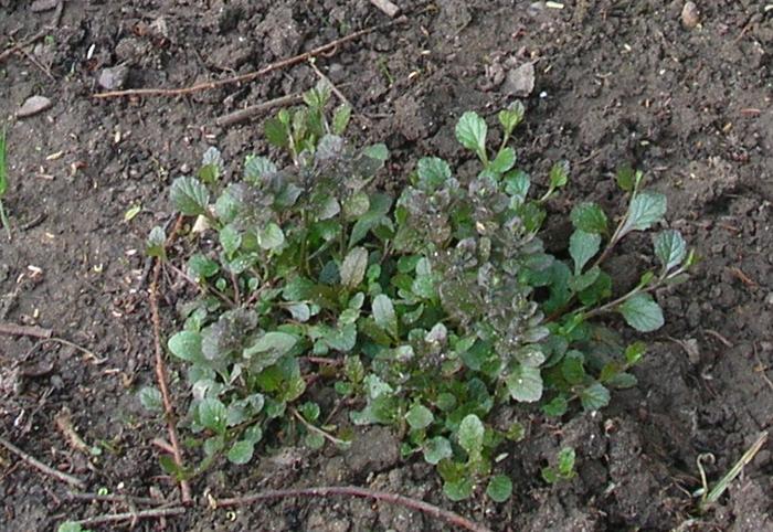 Ist das ein Unkraut? - Mein schöner Garten Forum