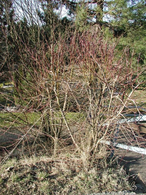 Schnitt Sibirischer Hartriegel... - Page 2 - Mein schöner Garten Forum