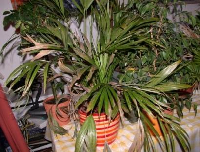 Kennt Ihr diese Zimmerpflanzen? - Mein schöner Garten Forum