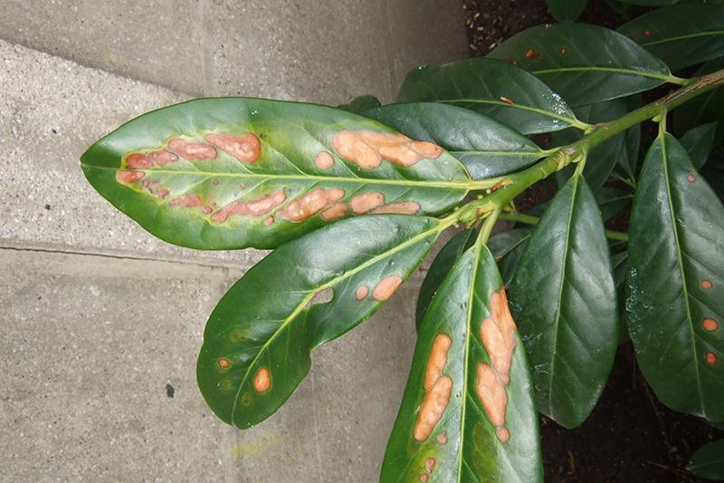 Flecken auf Kirschlorbeer, Rost? Mein schöner Garten Forum
