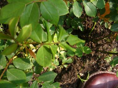 Ein sich rosenblätter rollen Rosenkrankheiten Â»