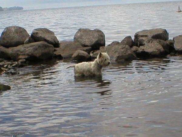 Können alle Hunde schwimmen? Lernverhalten Der Hund