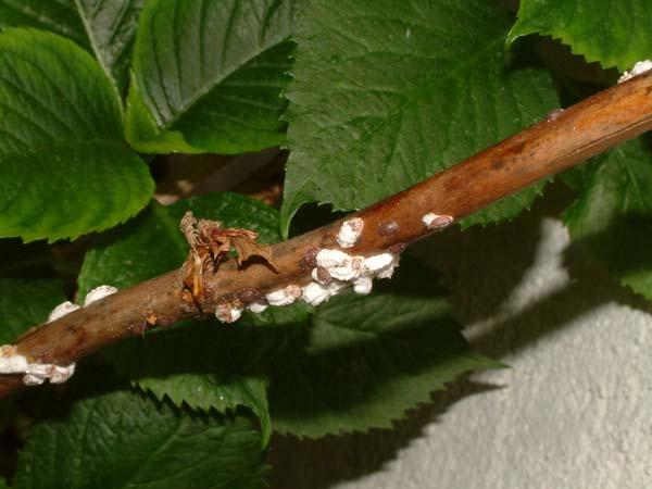 Schildläuse - Bild - Mein schöner Garten Forum