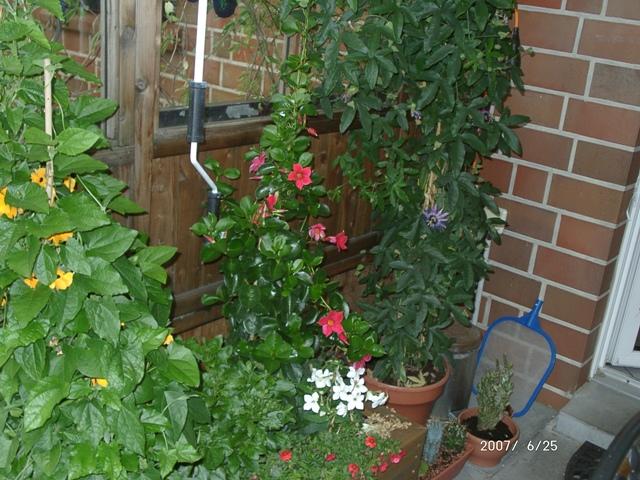 Schwarzäugige Susanne mit Kälteschaden - Samen & Anzucht & Vermehrung