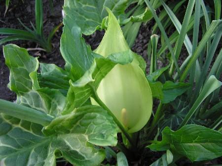 Farbe im Garten:Grün - Mein schöner Garten Forum