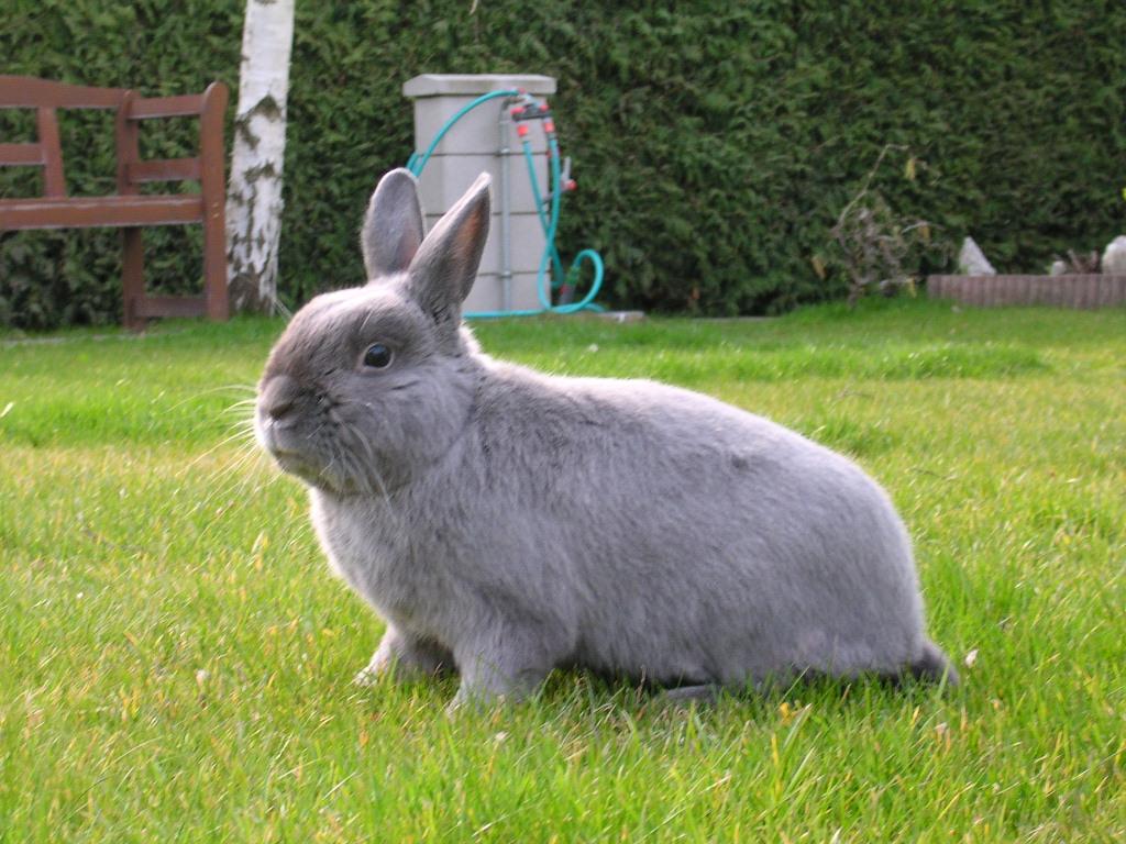 Dicker Hase Dicker Hase
