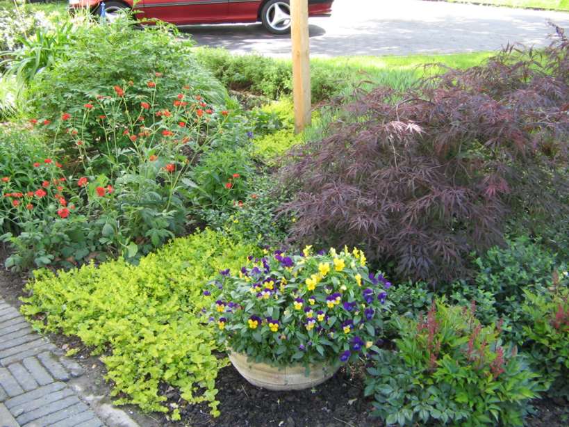 Niedrige Stauden und Bodendecker Mein schöner Garten Forum