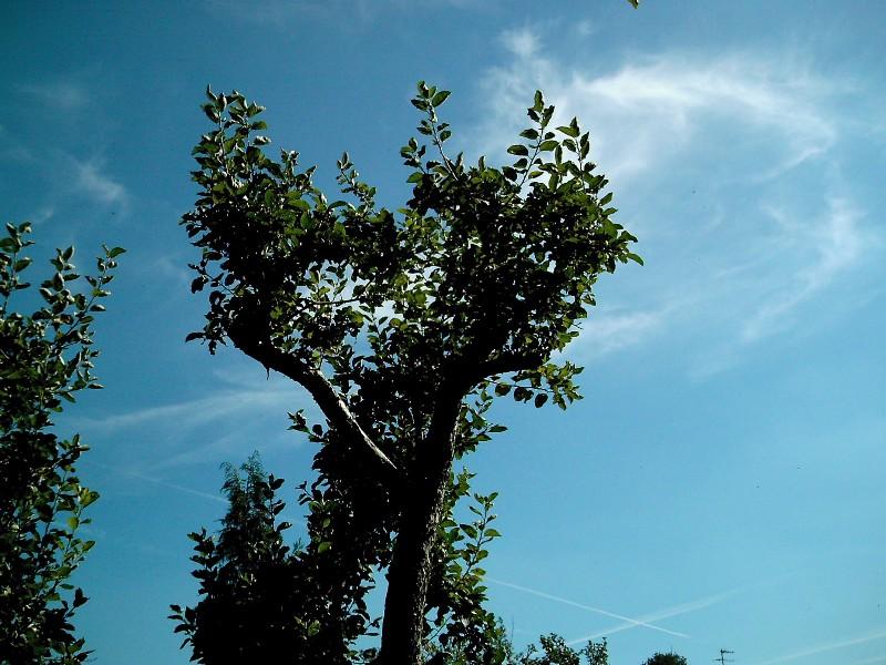 Apfelbaum radikal zurückschneiden