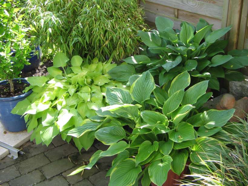 Funkien im Topf Mein schöner Garten Forum