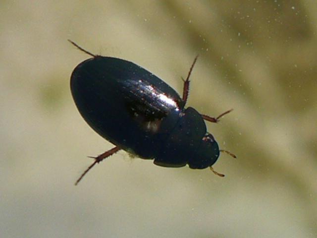 Schwimmkäfer? > Hydrobius fuscipes Coleoptera, Käfer Insektenfotos