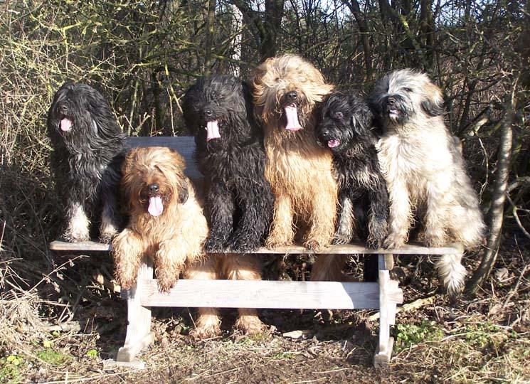 Tüm Köpek Cinsleri Ayrıntılı Bilgi Temel Özellikleri Kökenleri