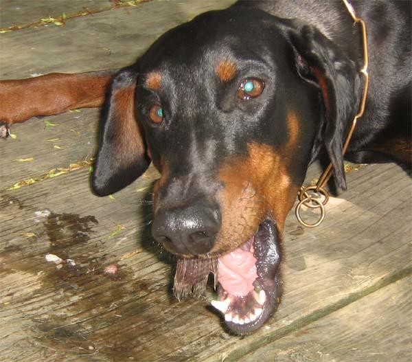 RAW feedingfish? Doberman Forum Doberman Breed Dog Forums