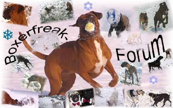 Test-Forum Boxerfreak