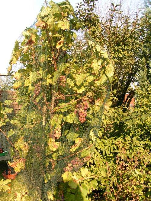 Weinrebe Zum Baum Erzogen