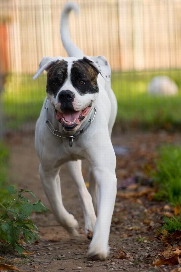 american bulldog mix. Bulldog (Mix?)-Rüde - geb.