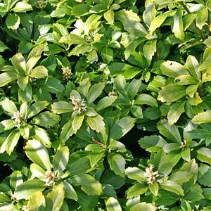 Bodendecker F R Schatten 1270 tipps f 252 r immergr 252 nen bodendecker mein sch 246 ner garten forum Bodendecker F R Schatten 1270 tipps f 252 r immergr 252 nen bodendecker mein sch 246 ner garten forum