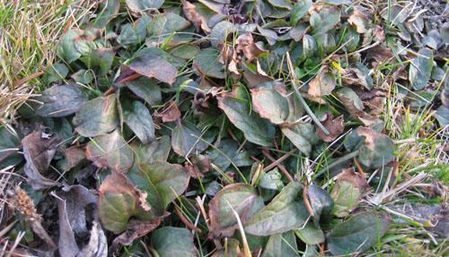 Was waechst da in meinem Rasen? / Kleine Br(a)unelle - Mein schöner