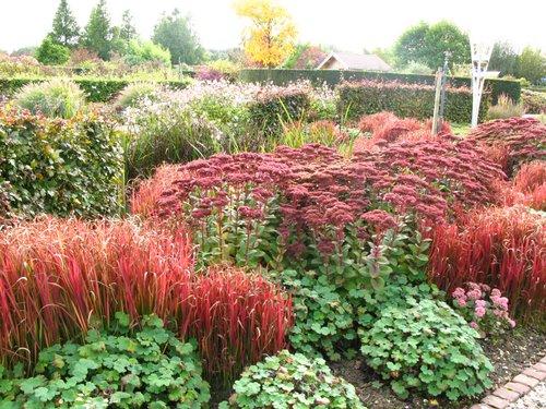Japanisches Blutgras "Red Baron" wie kombinieren? Mein schöner Garten