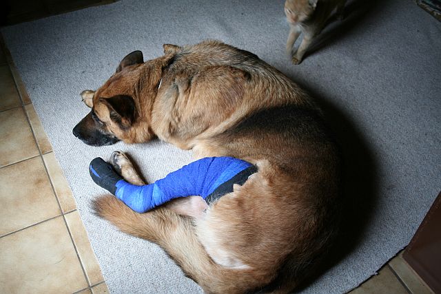 Hund Bänderriss Operation? Seite 4